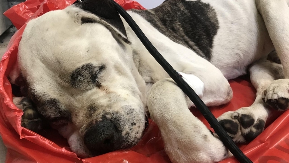 The male boxer-type dog was found tied to a tree in Boggart Hole Clough
