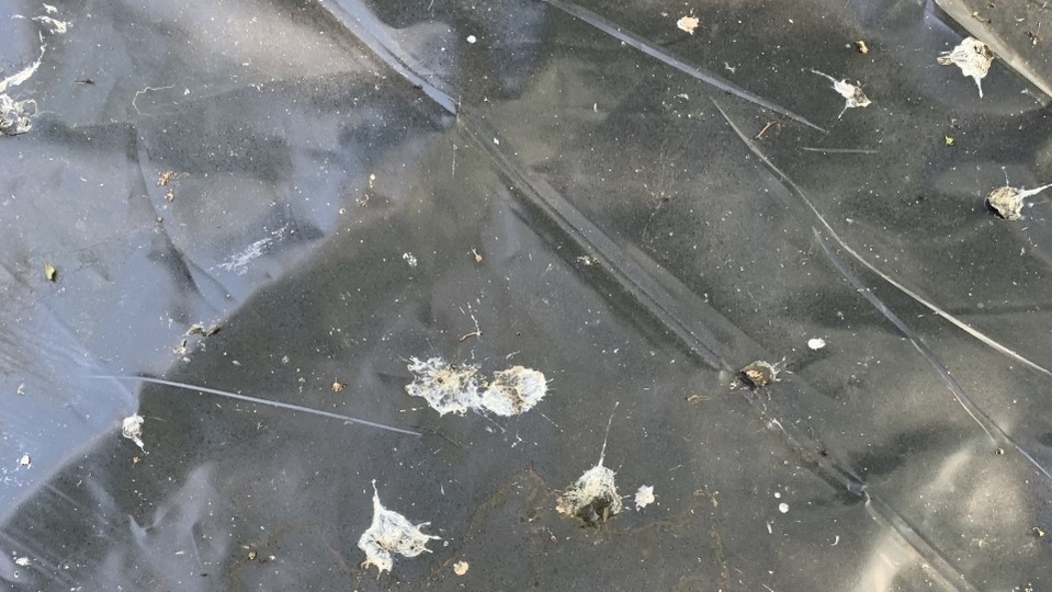 Bird droppings on a local residents' 'summer house', which has now had to be covered over