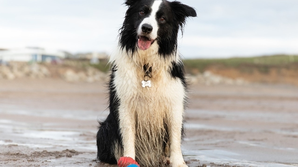 As Covid-19 restrictions continue to lift, and sunnier forecasts across the UK, this half-term might have been a first ’staycation’ for many families with four-legged friends