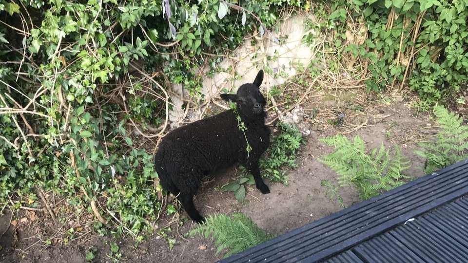 The six-month-old lamb is now in the care of the RSPCA and has found a home on a smallholding