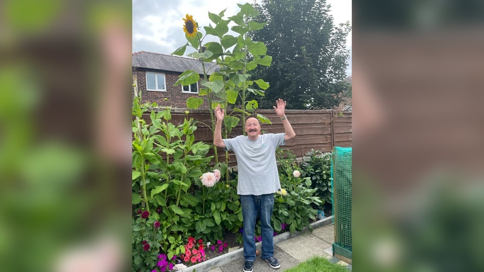 Mike Tyson is pictured with his giant sunflowers Mike Tyson is pictured with his giant sunflowers