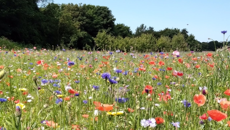 Part of the dazzling floral meadows display in Grotton Park Part of the dazzling floral meadows display in Grotton Park