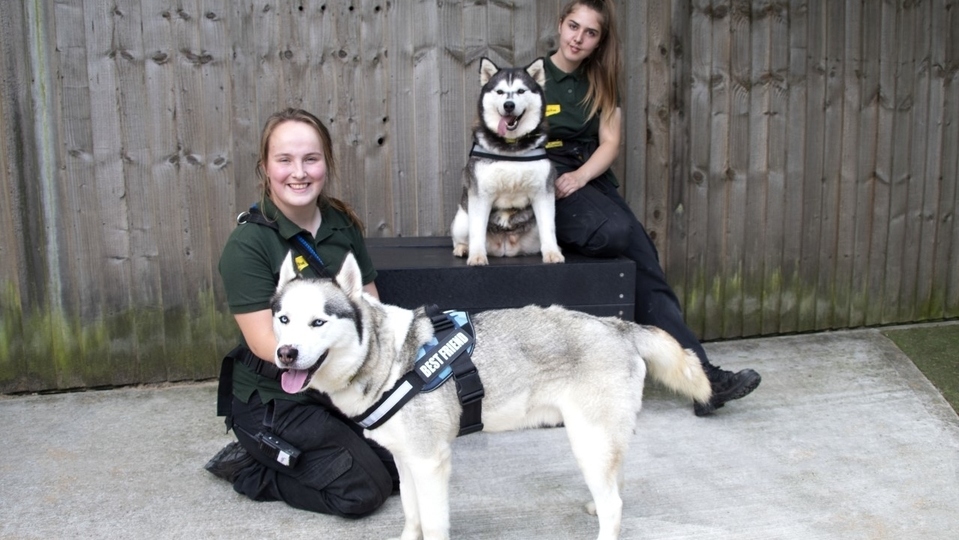 Canine carers Meg Sutton (front left) and Maisie Murchison are pictured with Alpha and Sasha