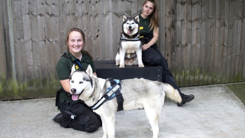 Canine carers Meg Sutton (front left) and Maisie Murchison are pictured with Alpha and Sasha Canine carers Meg Sutton (front left) and Maisie Murchison are pictured with Alpha and Sasha