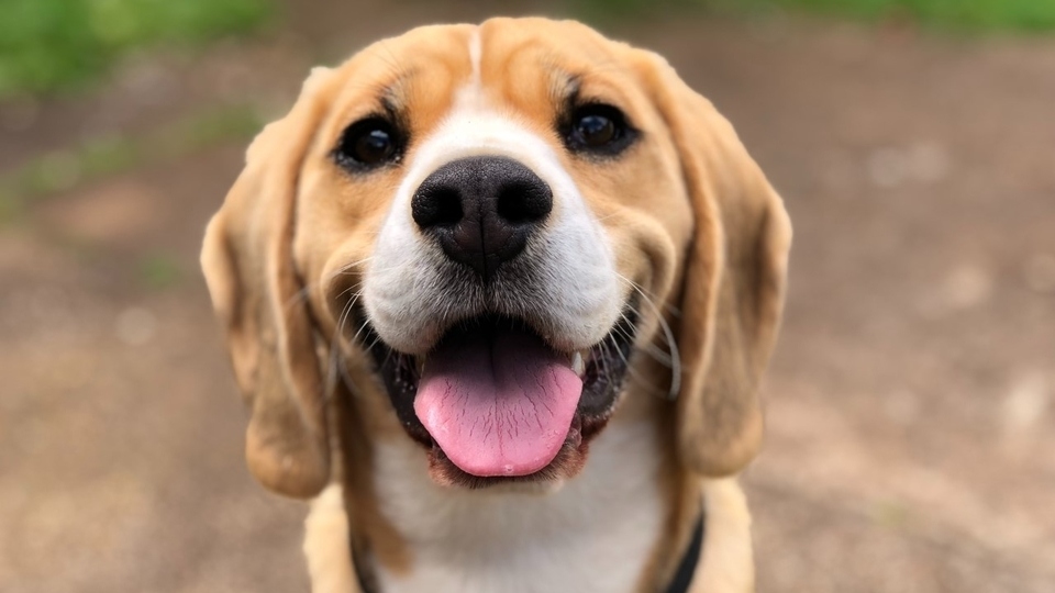 FCHO is calling on customers to help get rid of a mucky problem by bagging their pet's poo and disposing of the bags in a litter bin FCHO is calling on customers to help get rid of a mucky problem by bagging their pet's poo and disposing of the bags in a litter bin