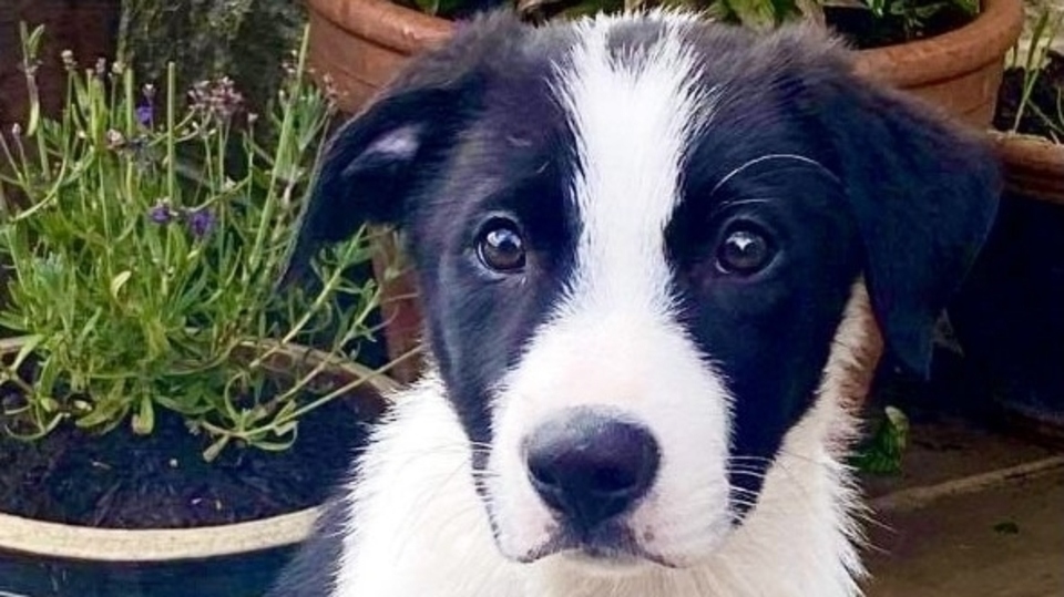 With his handler Rick Beswick, adorable pup Ace will be starting the intensive training process to become a Search Dog With his handler Rick Beswick, adorable pup Ace will be starting the intensive training process to become a Search Dog