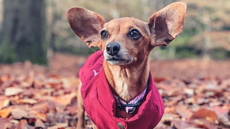 A dog like Daphne, and his or her owner, could secure one of 10 coveted Canine Critics positions A dog like Daphne, and his or her owner, could secure one of 10 coveted Canine Critics positions