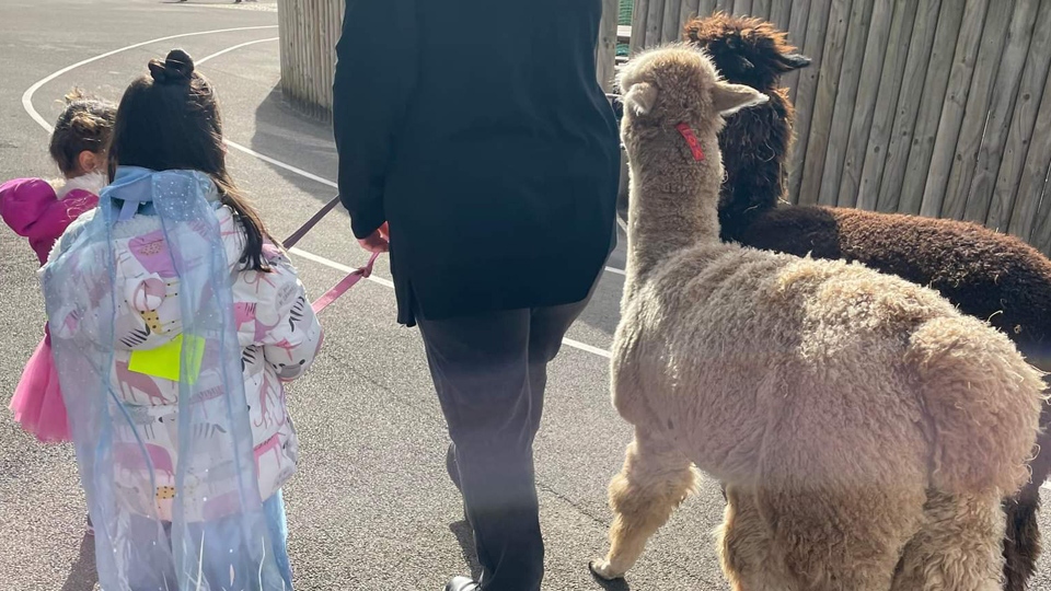 Children walking the alpaca on the fun day Children walking the alpaca on the fun day