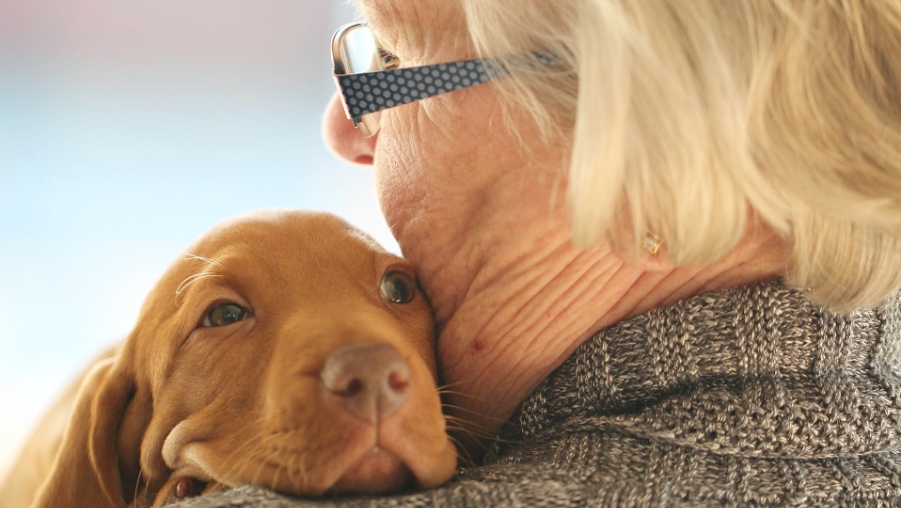 Dementia Therapy Dog Dementia Therapy Dog