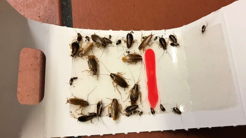 Officers found German cockroaches throughout the shop, including on sticky boards and the serving counter. Images courtesy of OMBC Officers found German cockroaches throughout the shop, including on sticky boards and the serving counter. Images courtesy of OMBC