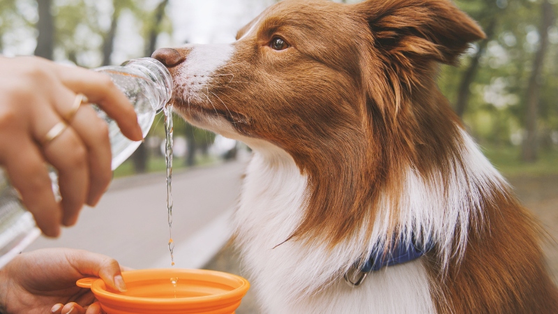 Top tips for pets in hot weather