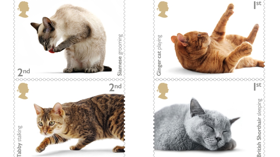 The cats include a mix of pedigree breeds and moggies representing some of the most popular owned cats in the UK