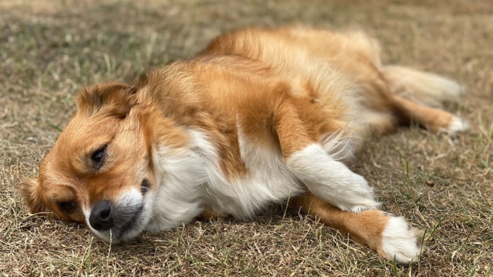 'A third of people' wouldn’t know what action to take if their dog was showing signs of heatstroke