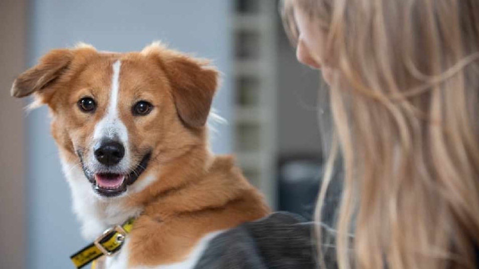 From Monday, August 1, for three months initially, all non-assistance dogs can travel on the Metrolink network for free