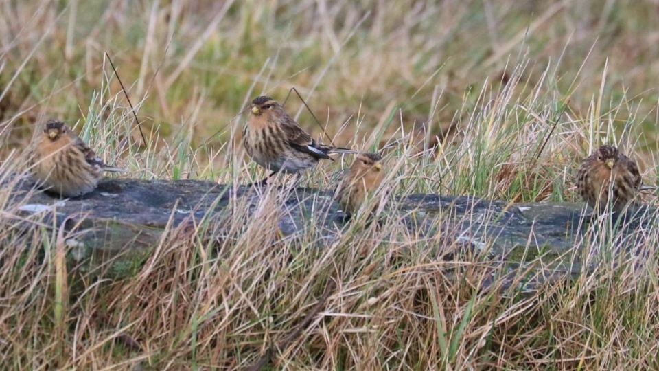 Chris Jepson-Brown’s winning photograph of four twites resting in the grass