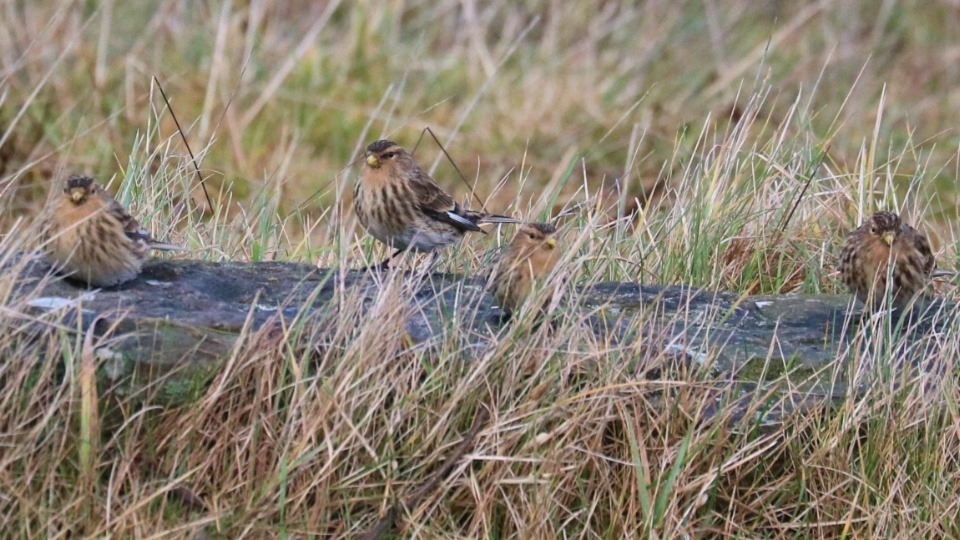 Chris Jepson-Brown’s winning photograph of four twites resting in the grass Chris Jepson-Brown’s winning photograph of four twites resting in the grass