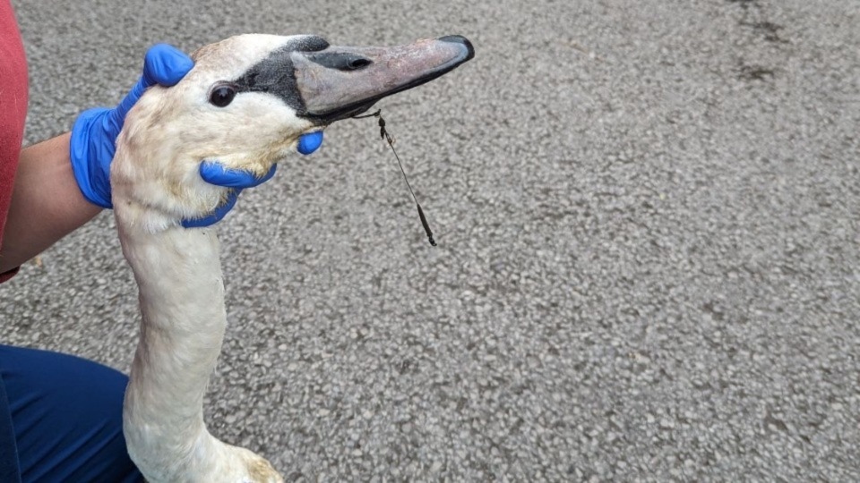 A juvenile swan was rescued in Middleton after a fishing hook with a ball weight attached, had gone through the bird’s beak and pierced his tongue