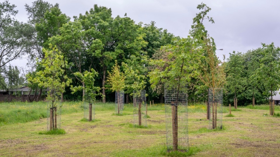 Pictured are trees being grown at one of numerous sites in the borough Pictured are trees being grown at one of numerous sites in the borough