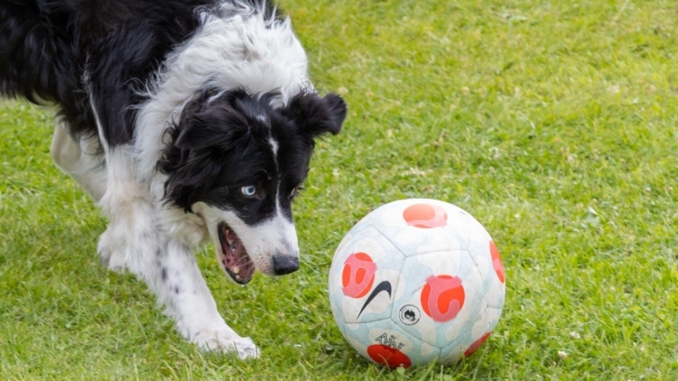 The Fun Dog Show will again feature heavily at the Saddleworth Show on Sunday, June 25