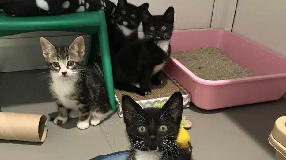 The ‘Local Voice for Animals’ RSPCA campaign has eight key aims, which include stopping illegal puppy and kitten trading