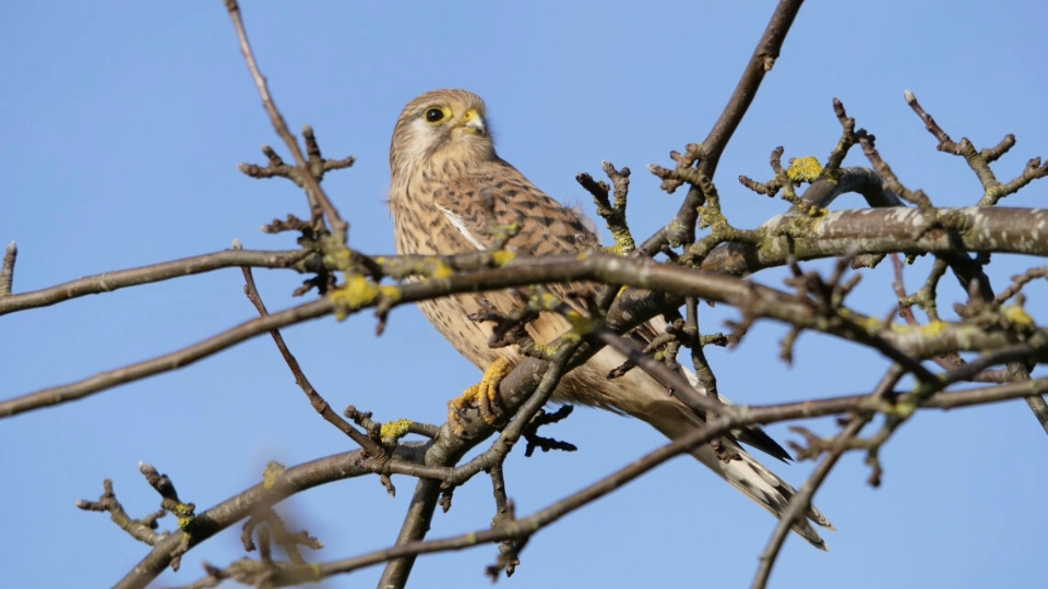 The moors around Marsden provide the perfect breeding ground for some of the nation’s rarer birds