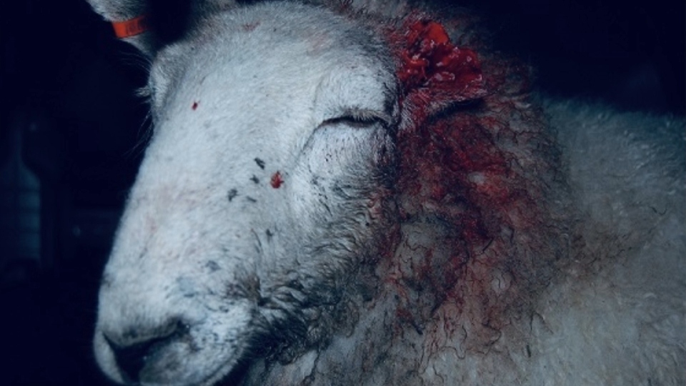 Image courtesy of the National Sheep Association Image courtesy of the National Sheep Association