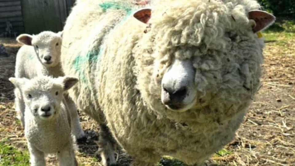 The family have 37 heritage pedigree Ryeland sheep