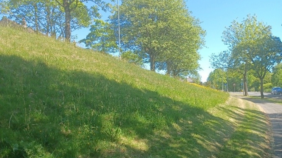 A FCHO no mow zone at Lees New Road, Holts Village A FCHO no mow zone at Lees New Road, Holts Village