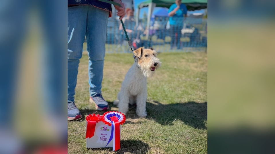 The Best in Show prize went to Ziggy the Wire Haired Fox Terrier The Best in Show prize went to Ziggy the Wire Haired Fox Terrier