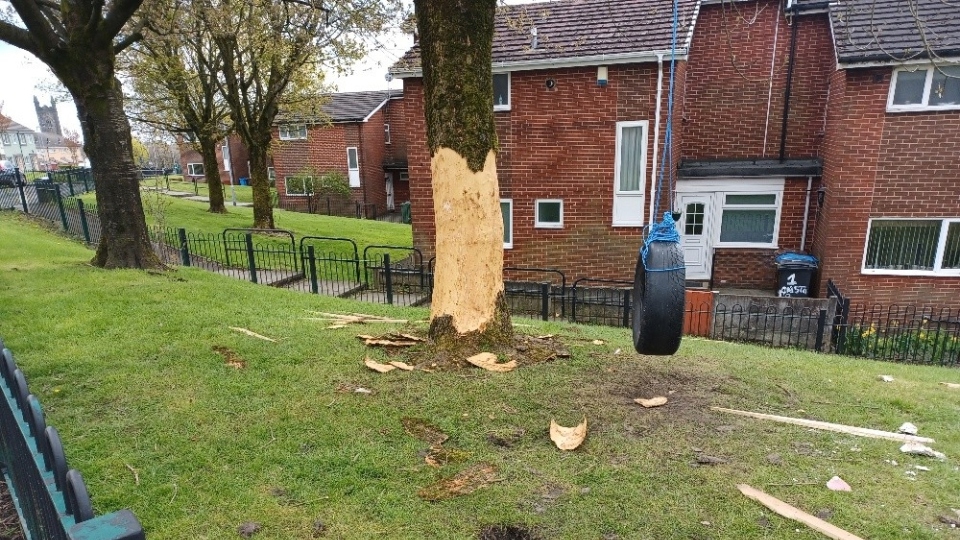 A large mature Acer was damaged and was felled last week A large mature Acer was damaged and was felled last week