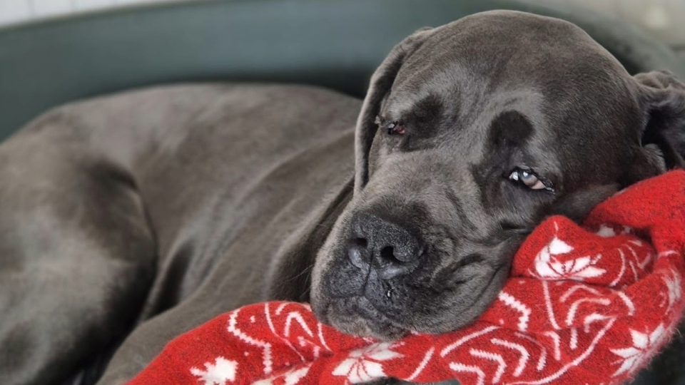 Can you offer Tank the right type of home? Can you offer Tank the right type of home?