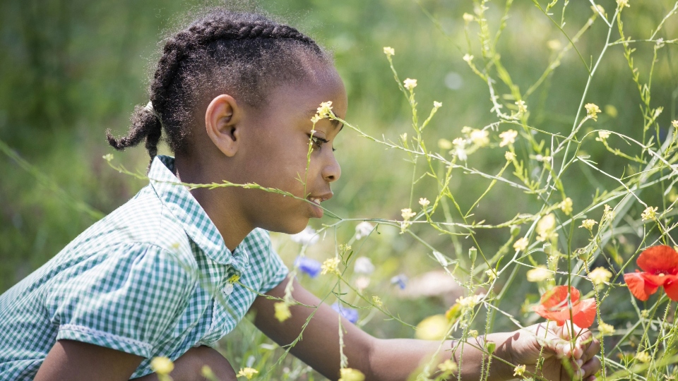 A young girl looking at some beautiful wildflowers A young girl looking at some beautiful wildflowers