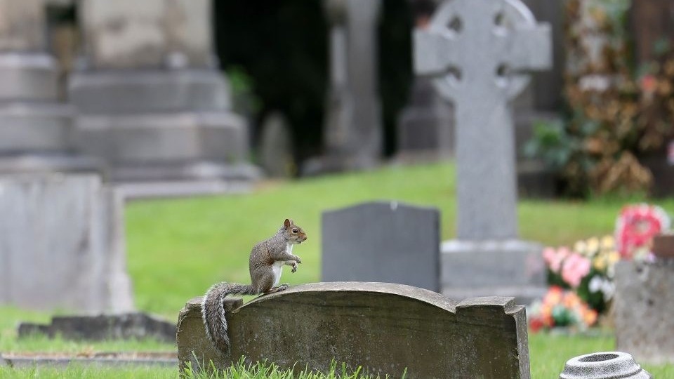 A local woman is being plagued by squirrels from nearby Royton Cemetery. Image courtesy of Sean Hansford / MEN A local woman is being plagued by squirrels from nearby Royton Cemetery. Image courtesy of Sean Hansford / MEN