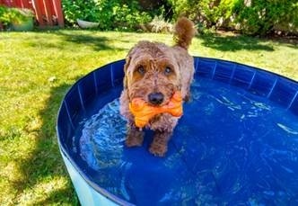 Briar Dawn Veterinary shares important animal care during summer 