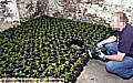 MASSIVE find . . . a detective inspects some of the cannabis plants found in the pub 