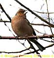 SITTING pretty . . . A chaffinch 
