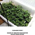 SEIZED . . . part of the cannabis haul  