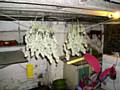 INDUSTRIAL dryers were used to dry out the cannabis bush 