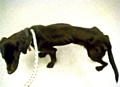 DRASTICALLY underweight . . . Rosie 
