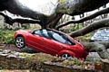 TIMBER: an enormous beech tree smashed into this car and three others when it was uprooted in Uppermill 
