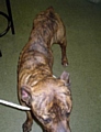 Briscoe: emaciated 
