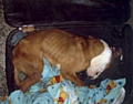 STARVED to death: Bruno in a filthy suitcase 
