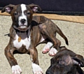 Heather -missing pup 
