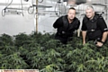 FOREST of drug plants: PC Graham Turner and Dave Hulme with the haul 