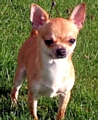 TINY chihuahua . . . Dejacqueray Dick Dastardly, or Dickie for short, is still missing and (inset) little Shannel 
