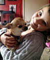 REUNITED: Dickie the chihuahua back home with Shanelle 
