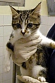 Four-month-old Tabbatha — one of dozens of cats looking for homes
