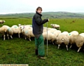 LIVELIHOOD threatened ... Farmer Darren Hough with his sheep. 
