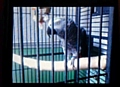 THIS grey parrot is still missing 

