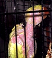 DISTRESSED . . . parakeet Miko had plucked out its own feathers 
